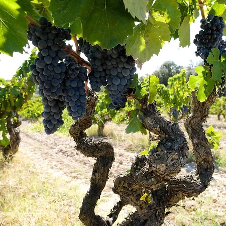 Appartamento Enoturismo Celler Piñol