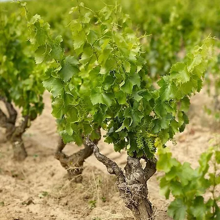 Enoturismo Celler Piñol